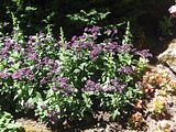 20 - Butchard Gardens  - IMGA0259